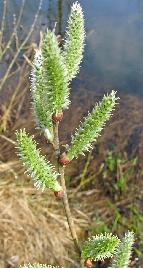 Изображение особи Salix cinerea.