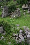 View full-size image Valeriana officinalis