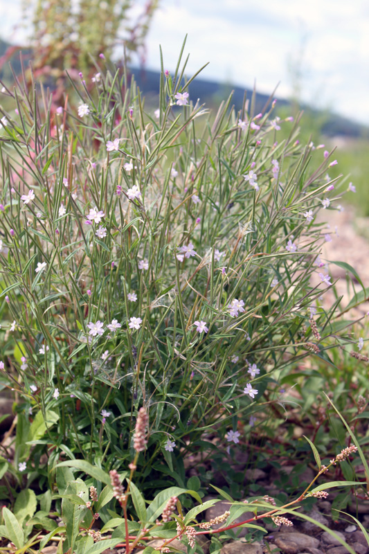 Image of Epilobium palustre specimen.