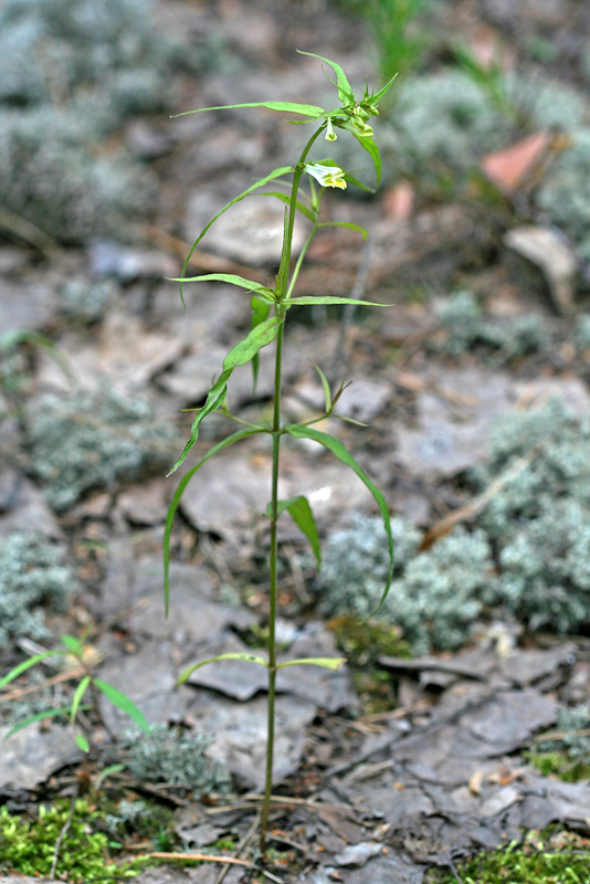 Image of Melampyrum pratense specimen.