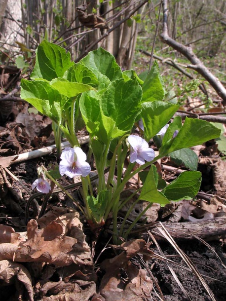 Изображение особи Viola mirabilis.