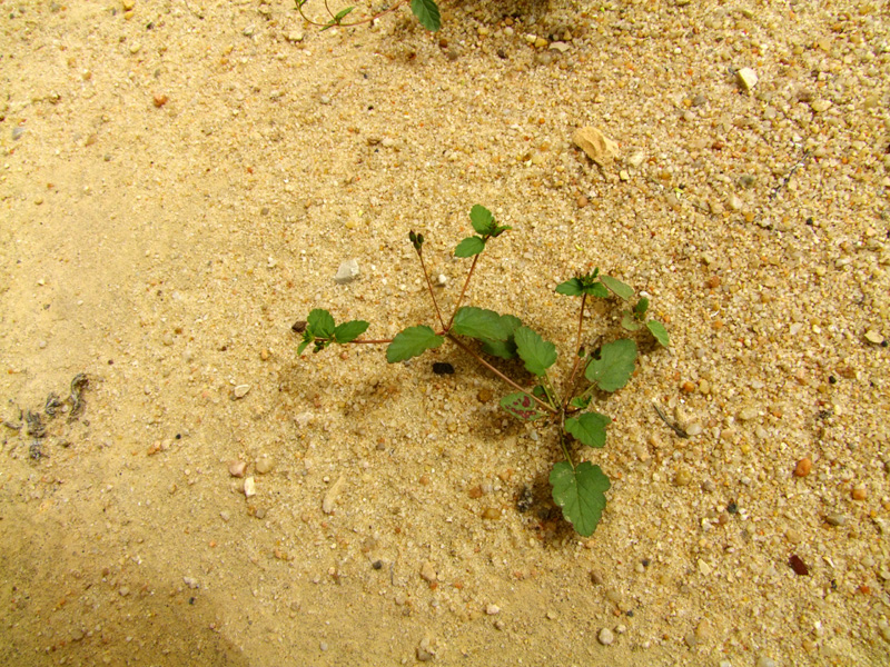 Image of Erodium oxyrhynchum specimen.