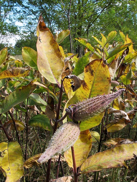 Изображение особи Asclepias syriaca.