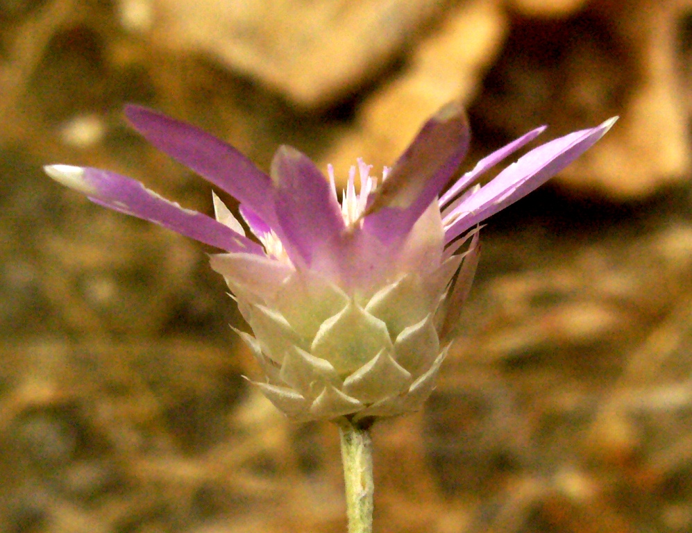 Image of Xeranthemum squarrosum specimen.