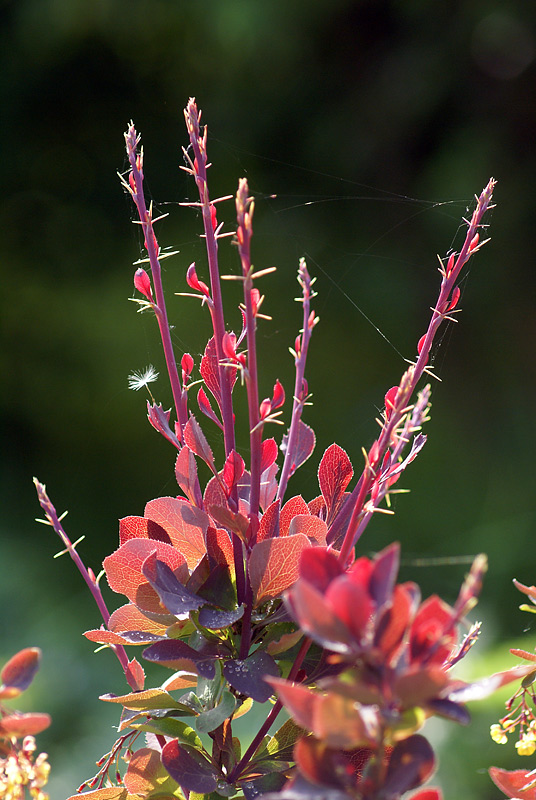 Image of Berberis vulgaris specimen.