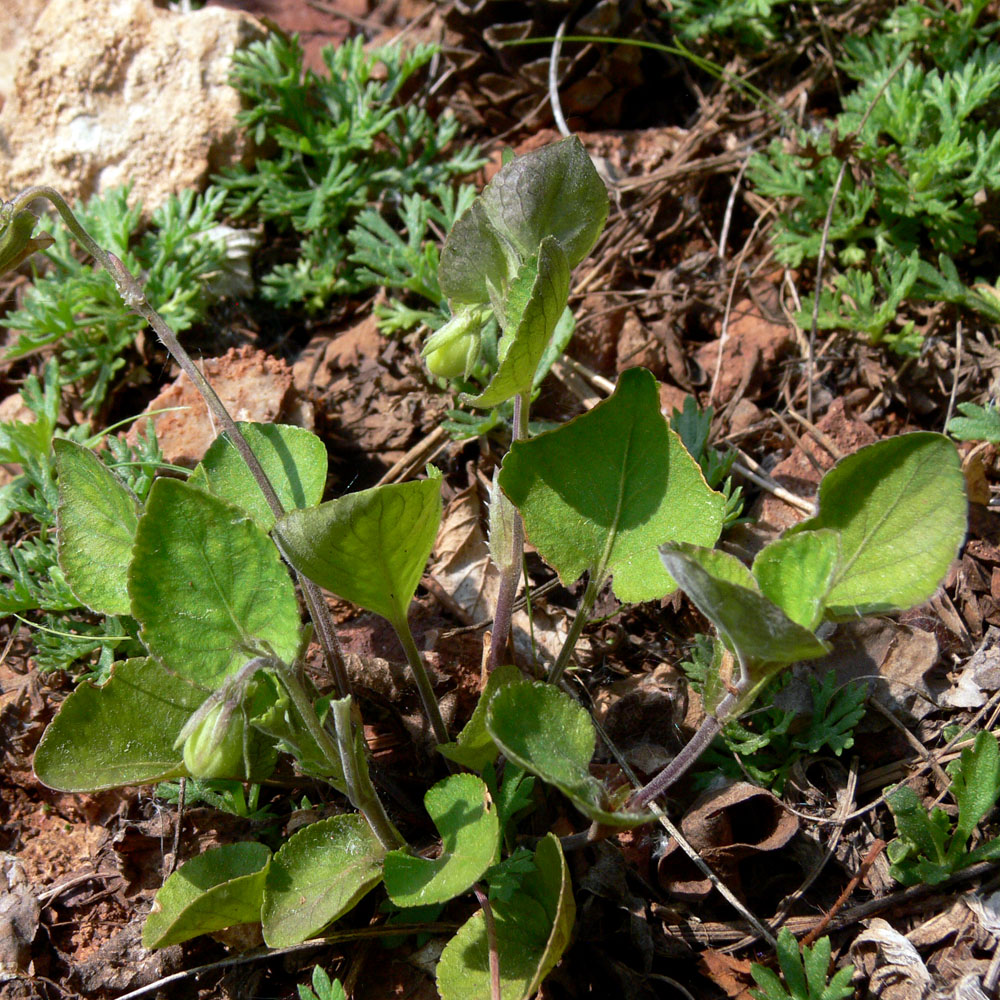 Image of Viola rupestris specimen.