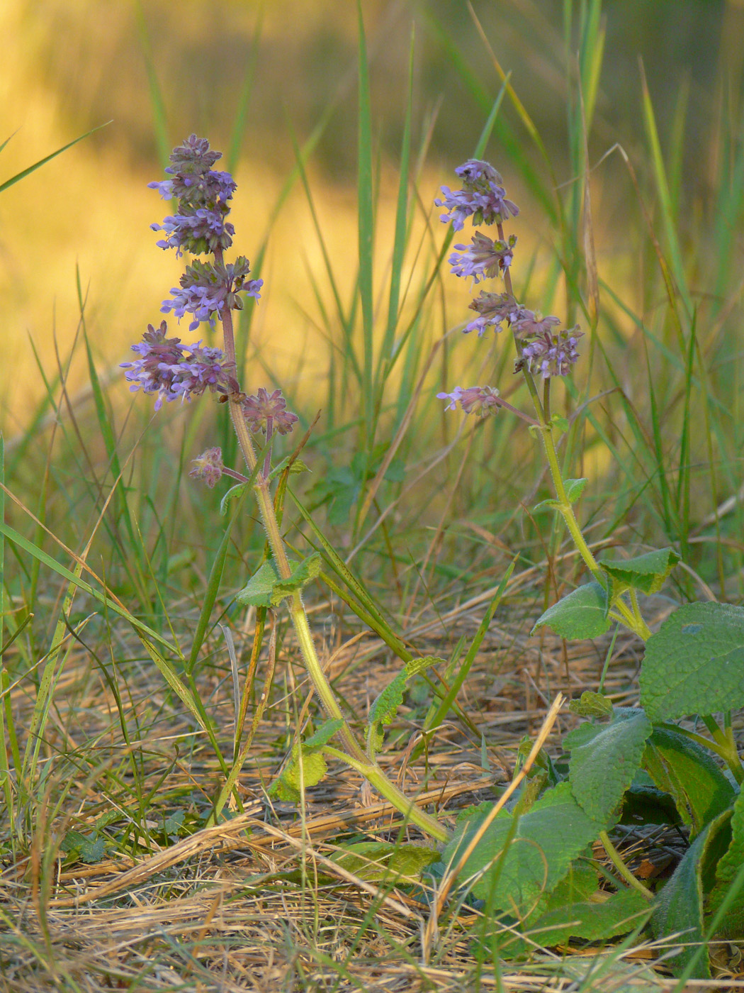 Image of Salvia verticillata specimen.