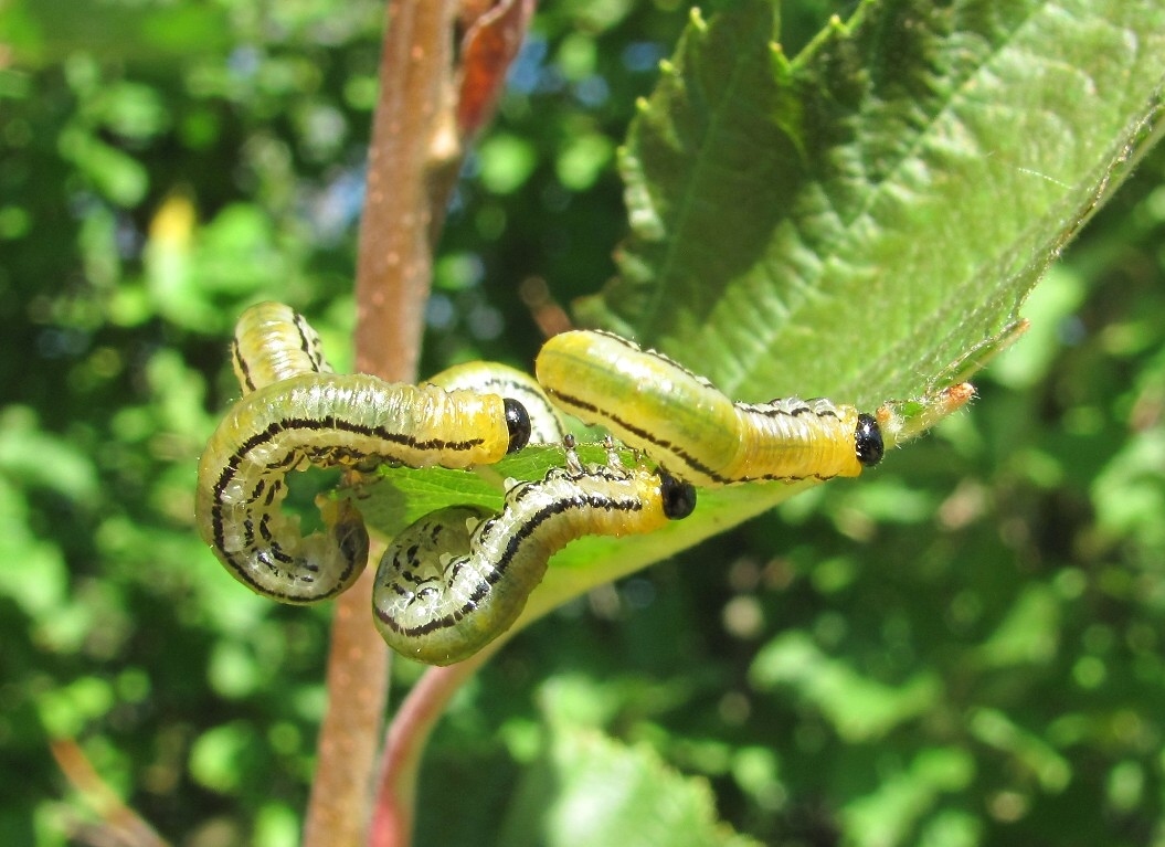 Image of Alnus incana specimen.