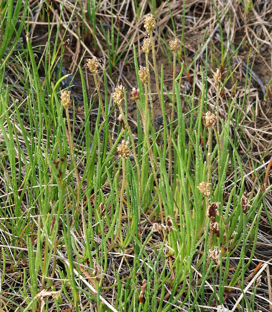 Изображение особи Plantago schrenkii.