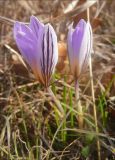 Crocus reticulatus. Цветки. Черноморское побережье Кавказа, Новороссийск, у мыса Мысхако, фисташково-дубовое редколесье. 9 марта 2012 г.