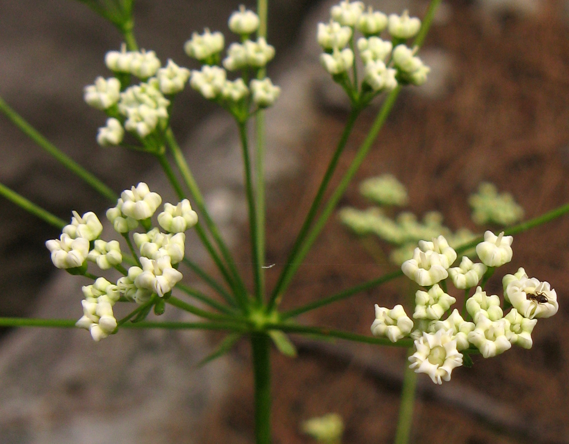 Image of Physospermum cornubiense specimen.