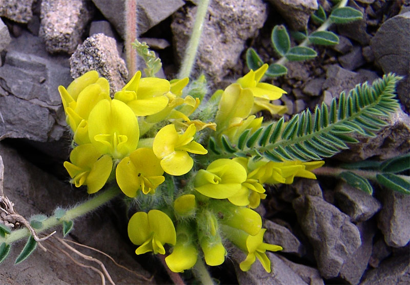 Image of Astragalus pseudoutriger specimen.