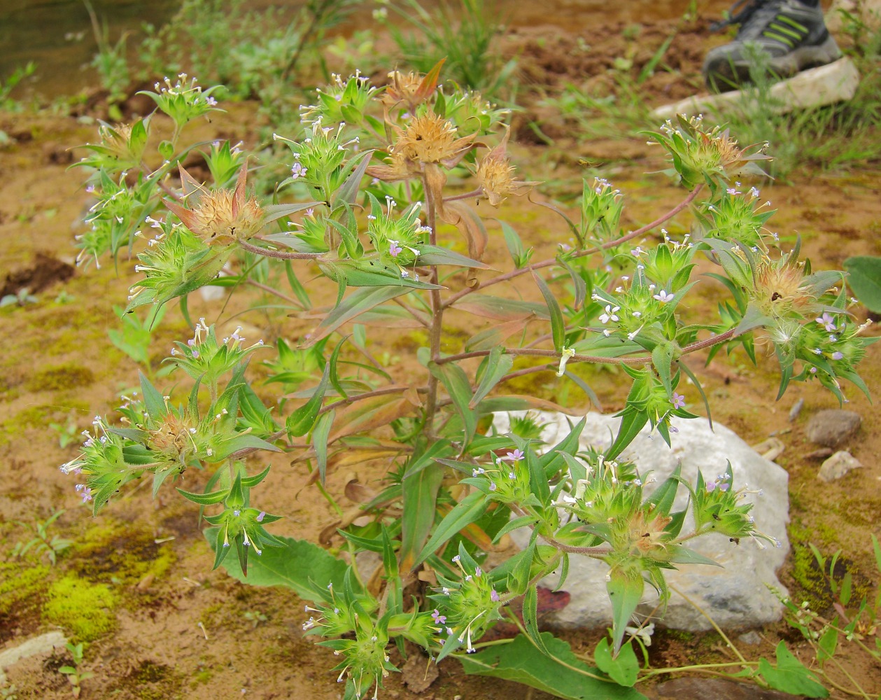 Изображение особи Collomia linearis.