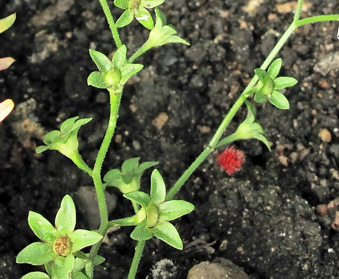 Изображение особи Mazus pumilus.