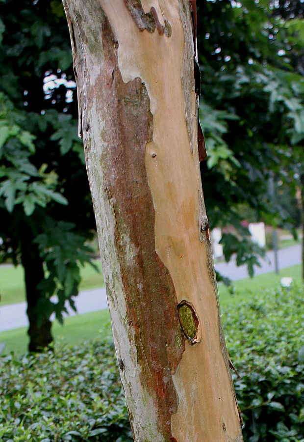 Image of Lagerstroemia indica specimen.