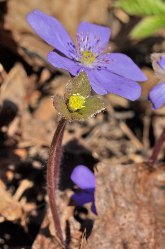 Изображение особи Hepatica nobilis.