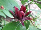 Calycanthus occidentalis