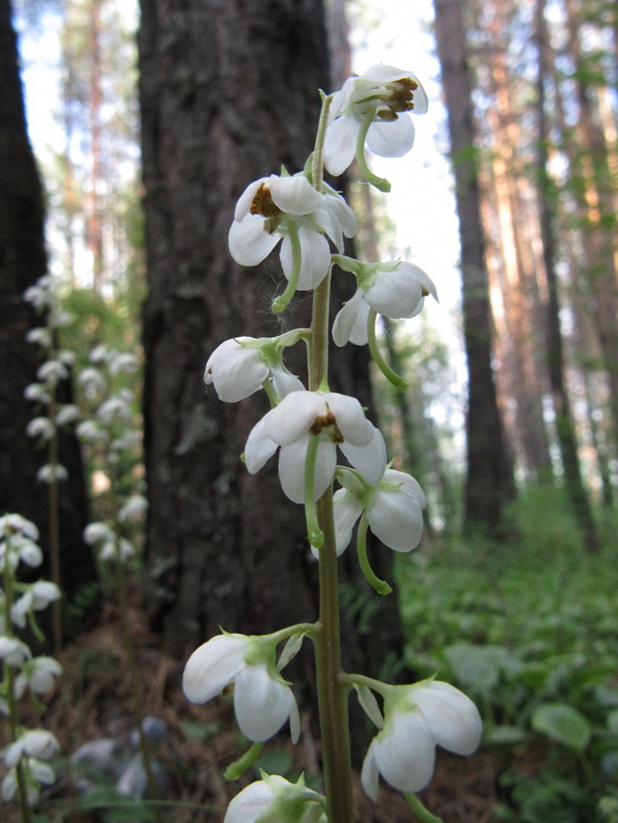 Изображение особи Pyrola rotundifolia.