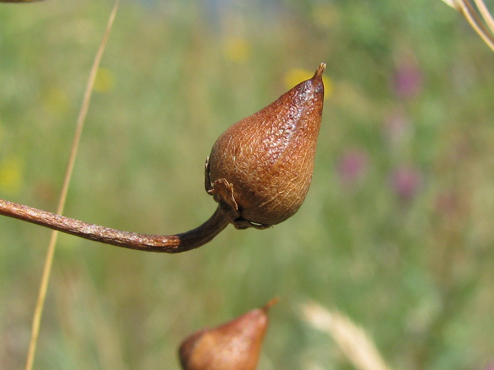 Image of Verbascum phoeniceum specimen.