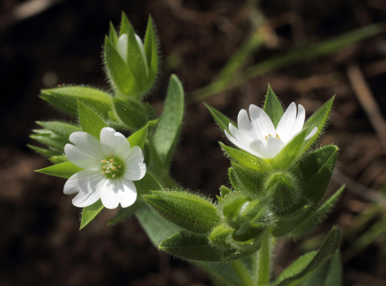 Image of Cerastium inflatum specimen.