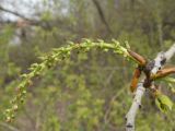 Populus × sibirica. Женское соцветие с завязавшимися плодами. Тамбовская обл., Петровский р-н, с. Петровское. Парк. 30.04.2013.