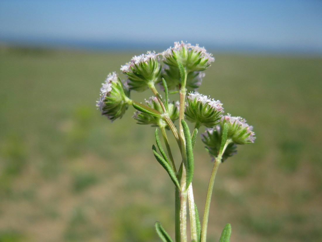 Image of Valerianella coronata specimen.