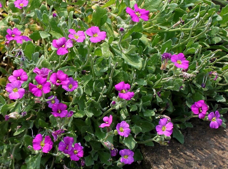 Image of Aubrieta &times; cultorum specimen.