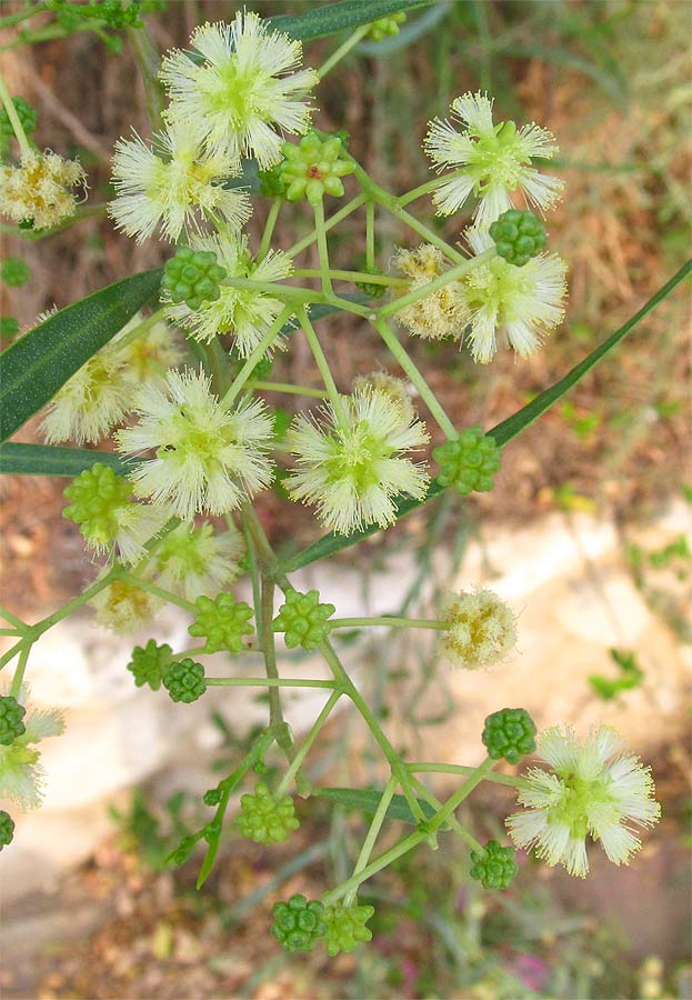 Image of Acacia salicina specimen.