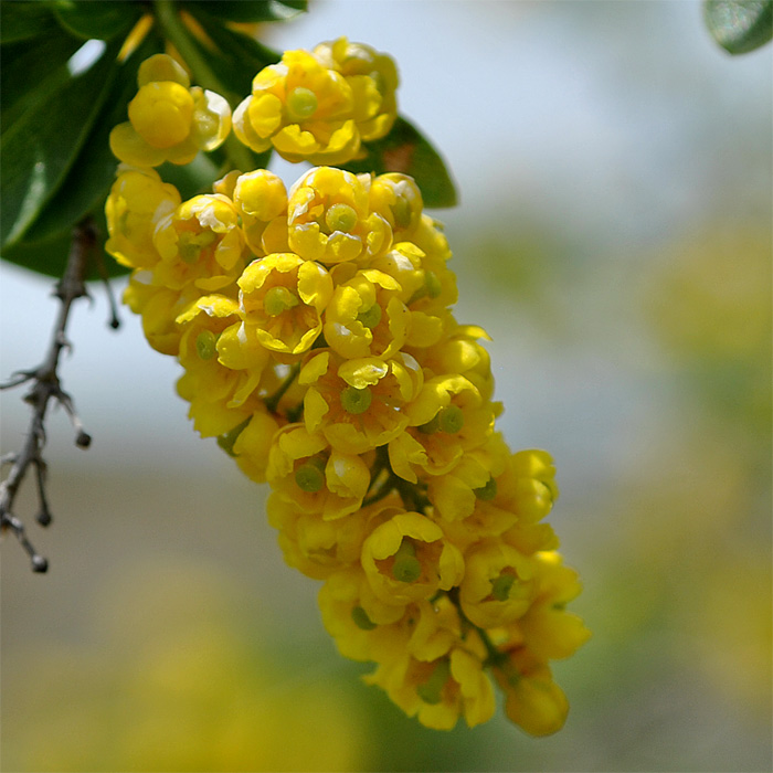 Image of Berberis iberica specimen.