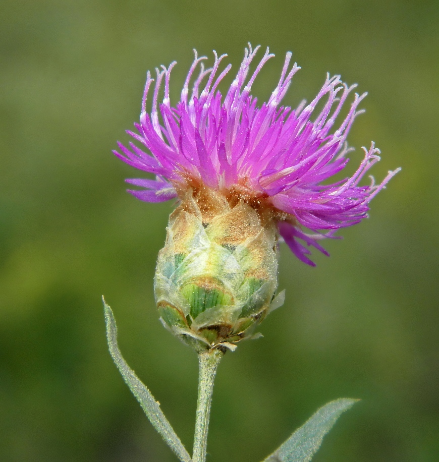 Image of Acroptilon repens specimen.