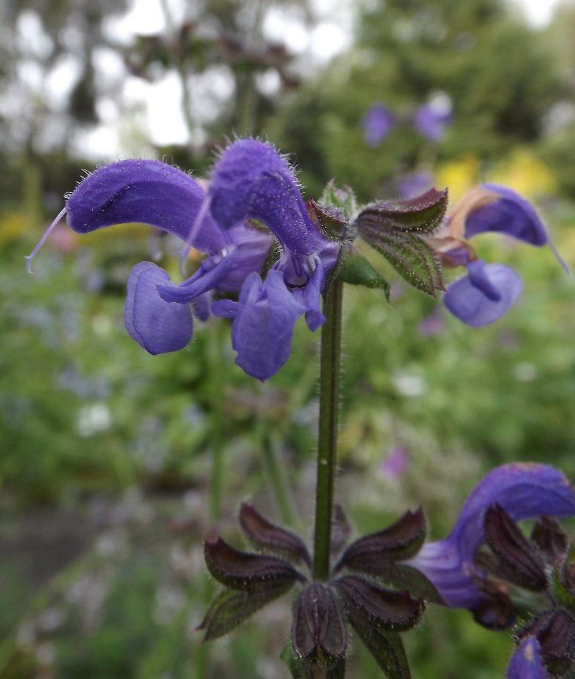 Изображение особи Salvia pratensis.