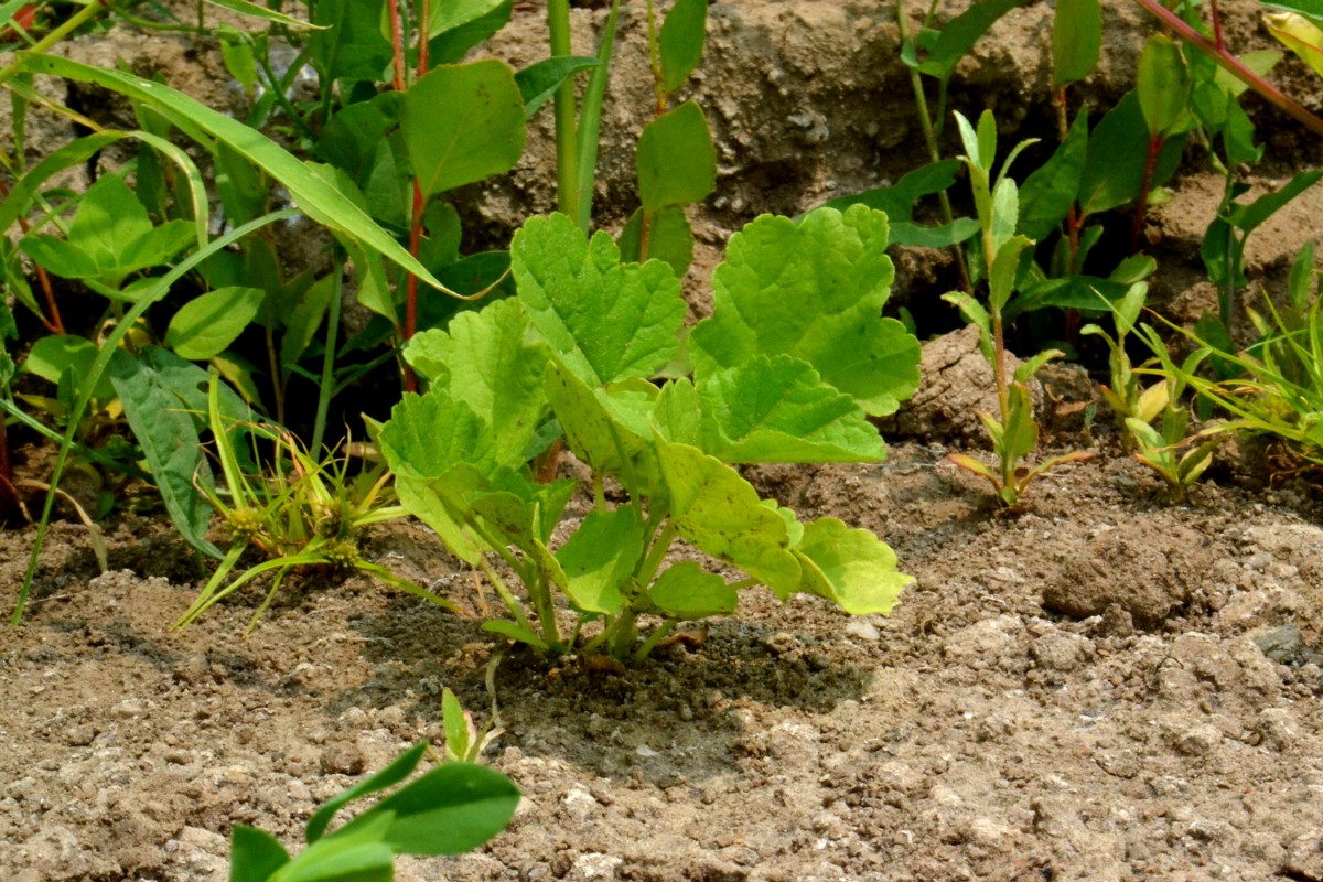 Изображение особи Althaea officinalis.