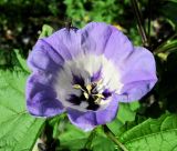 Nicandra physalodes. Цветок с отдыхающей мухой. Архангельская обл., Холмогорский р-н, окр. пос. Усть-Пинега, свалка. 21.08.2013.