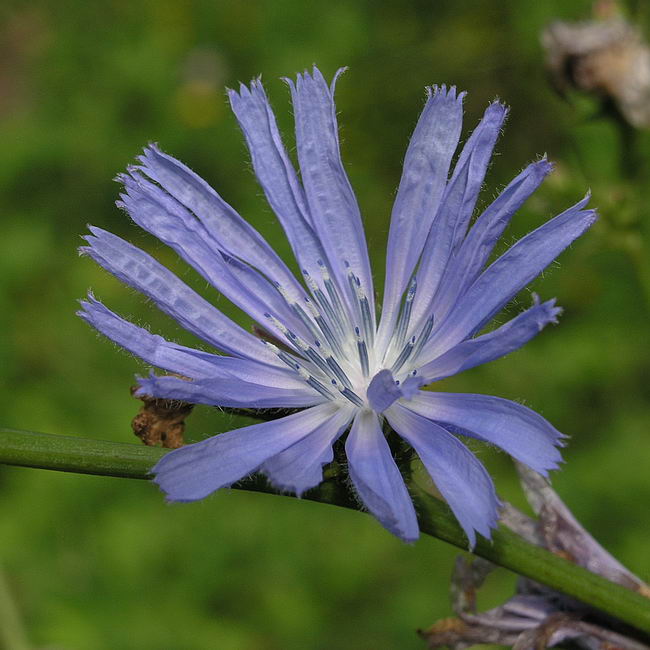 Image of Cichorium intybus specimen.