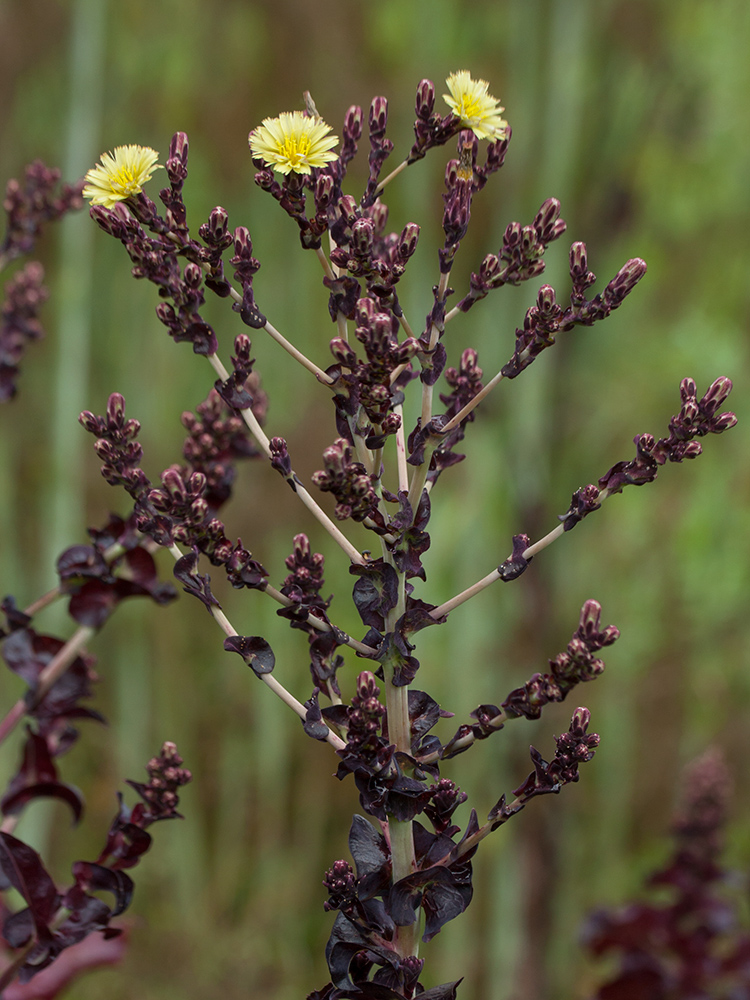 Image of Lactuca sativa specimen.