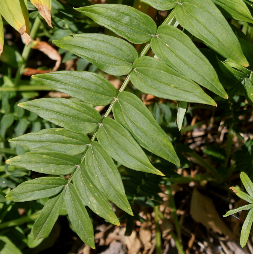 Image of Polemonium caeruleum var. himalayanum specimen.