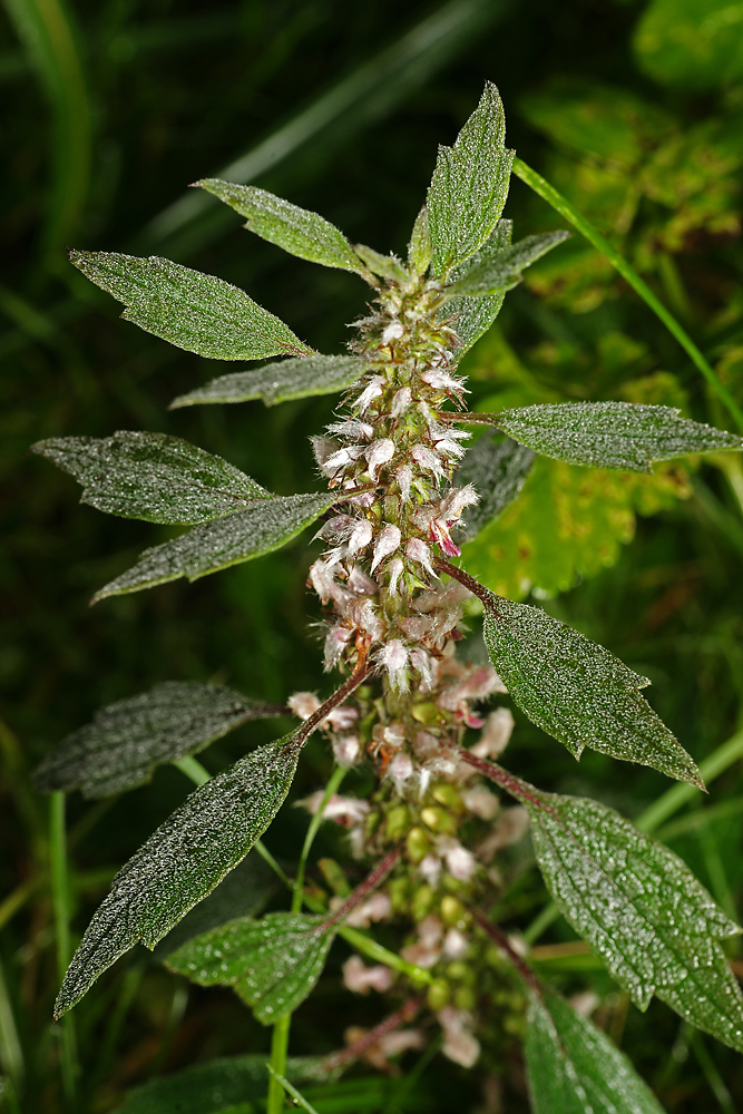 Изображение особи Leonurus quinquelobatus.