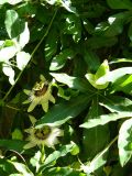 Passiflora caerulea