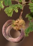 Vachellia tortilis