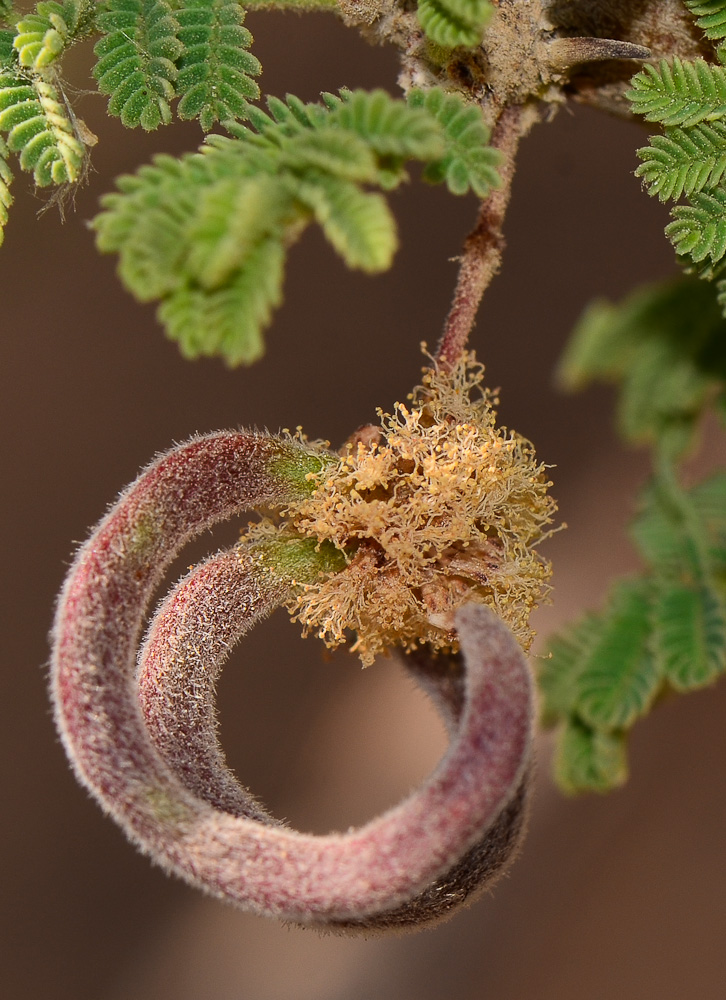 Изображение особи Vachellia tortilis.