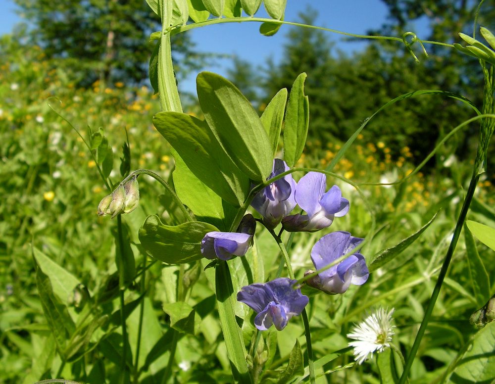 Image of Lathyrus pilosus specimen.