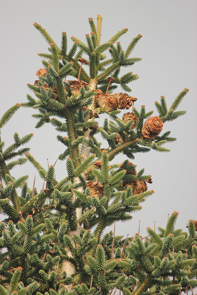 Изображение особи Abies pinsapo.