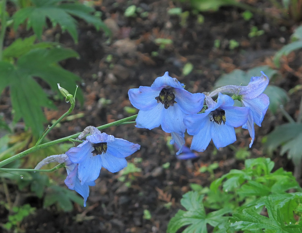 Image of Delphinium &times; phoeniceum specimen.