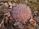 Sempervivum ruthenicum