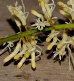 Macadamia tetraphylla. Часть соцветия. Израиль, Шарон, г. Герцлия, киббуц Глиль Ям, в культуре. 29.03.2014.