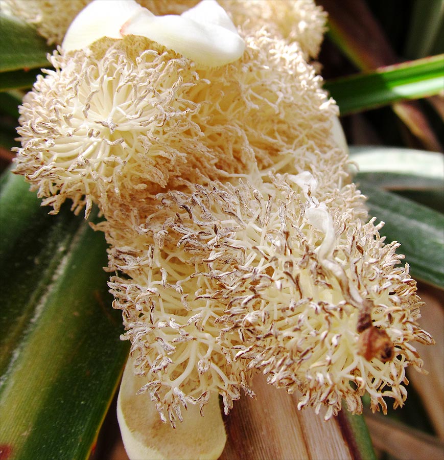 Image of Pandanus utilis specimen.