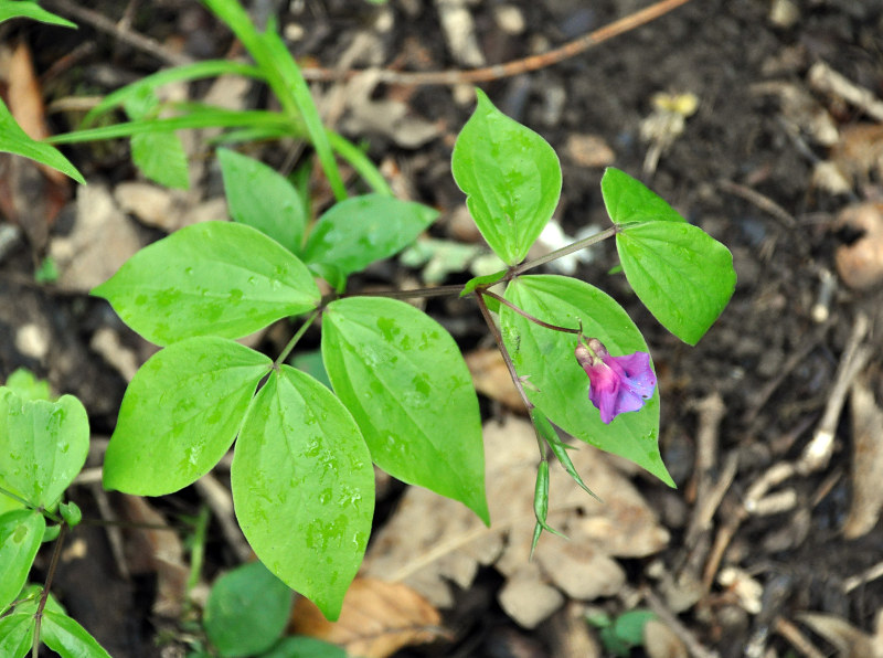 Image of Lathyrus vernus specimen.