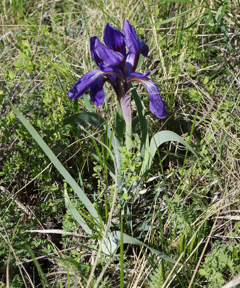 Image of Iris glaucescens specimen.