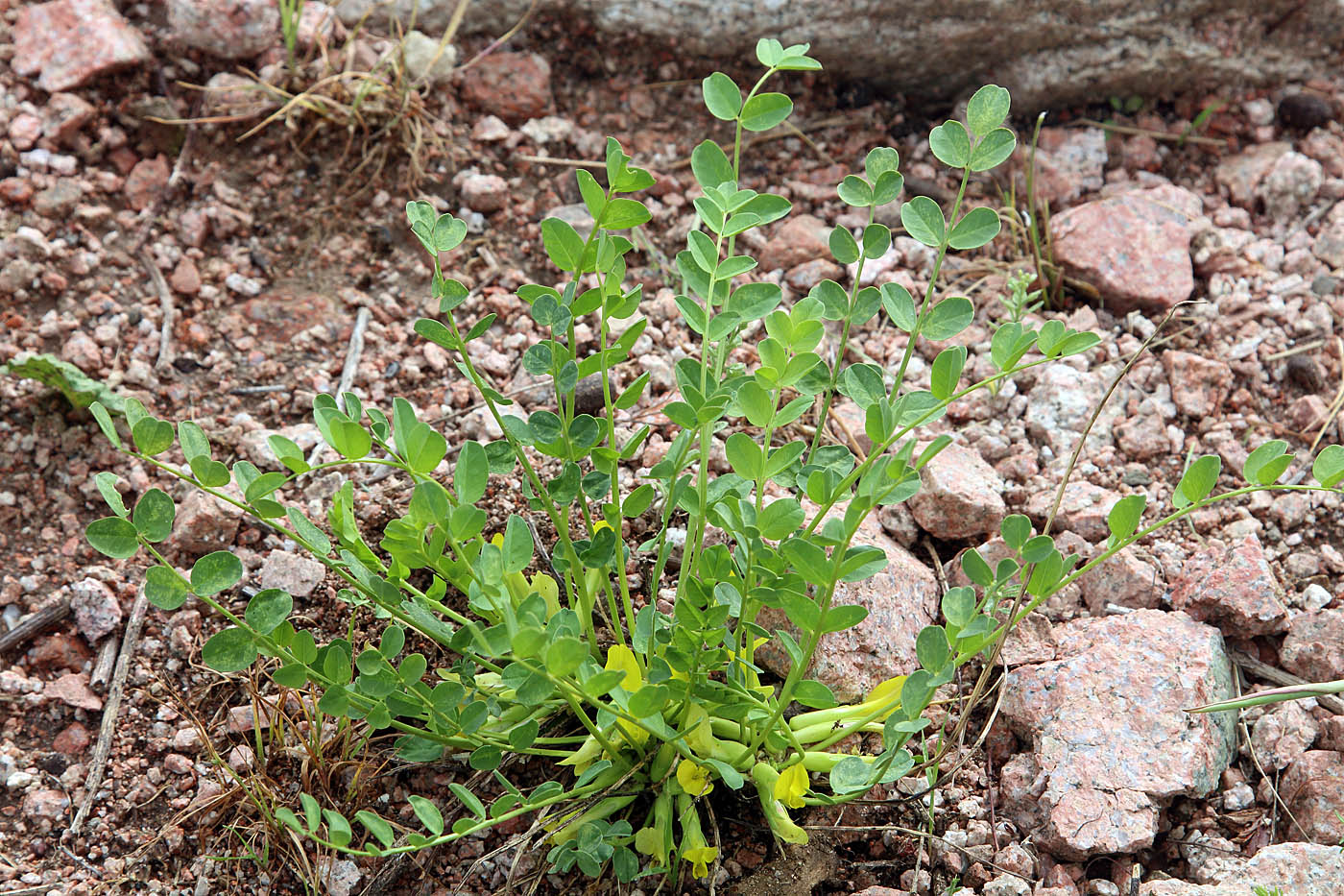 Image of Astragalus aksaricus specimen.