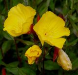 Oenothera perennis. Соцветие. Германия, г. Дюссельдорф, Ботанический сад университета. 02.06.2014.